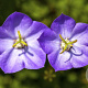 Campanula carpatica GM P9