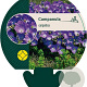 Campanula carpatica GM P9