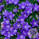 Campanula carpatica GM P9