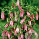 Campanula 'Elizabeth' GM P9