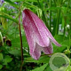 Campanula 'Elizabeth' GM P9