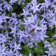 Campanula garganica GM P9