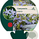Campanula garganica GM P9