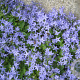 Campanula garganica GM P9