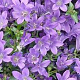 Campanula garganica 'Senior' GM P9