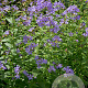 Campanula lactiflora GM P9