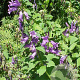 Campanula latifolia macrantha GM P9