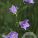 Campanula persicifolia GM P9