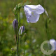 Campanula persicifolia GM P9