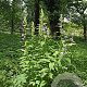 Campanula persicifolia GM P9