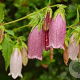 Campanula punctata GM P9