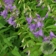 Campanula rapunculoides GM P9