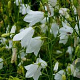 Campanula rotund. 'White Gem' GM P9