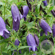 Campanula 'Sarastro' GM P9