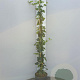 Hedera hibernica 150-175 cm 5,0L