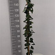Hedera hibernica 150-175 cm 5,0L