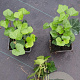 Hedera hibernica plantgoed P9 met stok
