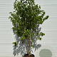 Heptacodium miconioides 200-250 cm cont. 80L