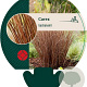 Carex buchananii GM P9