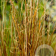 Carex buchananii GM P9