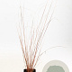 Carex buchananii GM P9