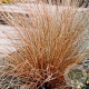 Carex buchananii GM P9