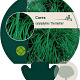 Carex caryophyllea 'the Beatles' GM P9