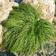 Carex caryophyllea 'the Beatles' GM P9