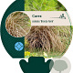 Carex comans 'Bronze Form' GM P9
