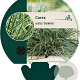 Carex conica 'Snowline' GM P9