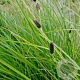 Carex dipsacea GM P9