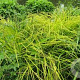 Carex elata 'Aurea' GM P9