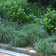 Carex flacca 'Blue Zinger' GM P9