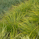 Carex 'Kyoto' GM P9