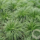 Carex montana GM P9