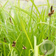 Carex montana GM P9