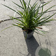 Carex morrowii GM P9