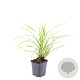 Carex morrowii 'Aureovariegata' GM P9
