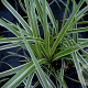 Carex morrowii 'Goldband' GM P9