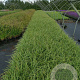 Carex morrowii 'Ice Dance' GM P9