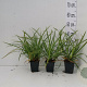 Carex morrowii 'Ice Dance' GM P9