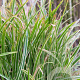 Carex morrowii 'Ice Dance' GM P9