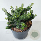Ilex crenata 15-20 cm 2,0L
