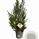 Ilex crenata Dark Green 60-80 cm 7,5L struik