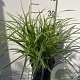 Carex morrowii 'Ice Dance' GM 2,0L