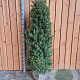 Ilex crenata Dark Green 125-150 cm met kluit struik