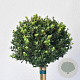 Ilex crenata Dark Green 80 cm stam 12L potgekweekt