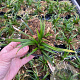 Carex morrowii 'Irish Green' GM P9
