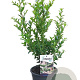 Ilex maximowicziana kanehirae 30-40 cm 2,5L