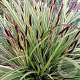 Carex morrowii 'Variegata' GM P9